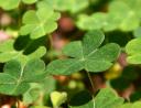 Shamrock